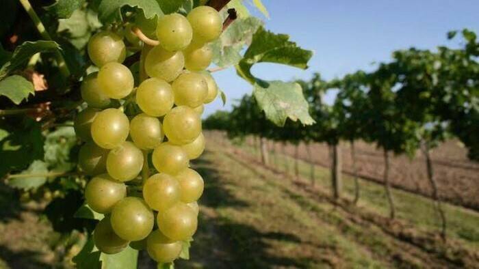 ascenza viña (2)|Spyrit Hidro SC